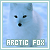 Arctic Fox Fan